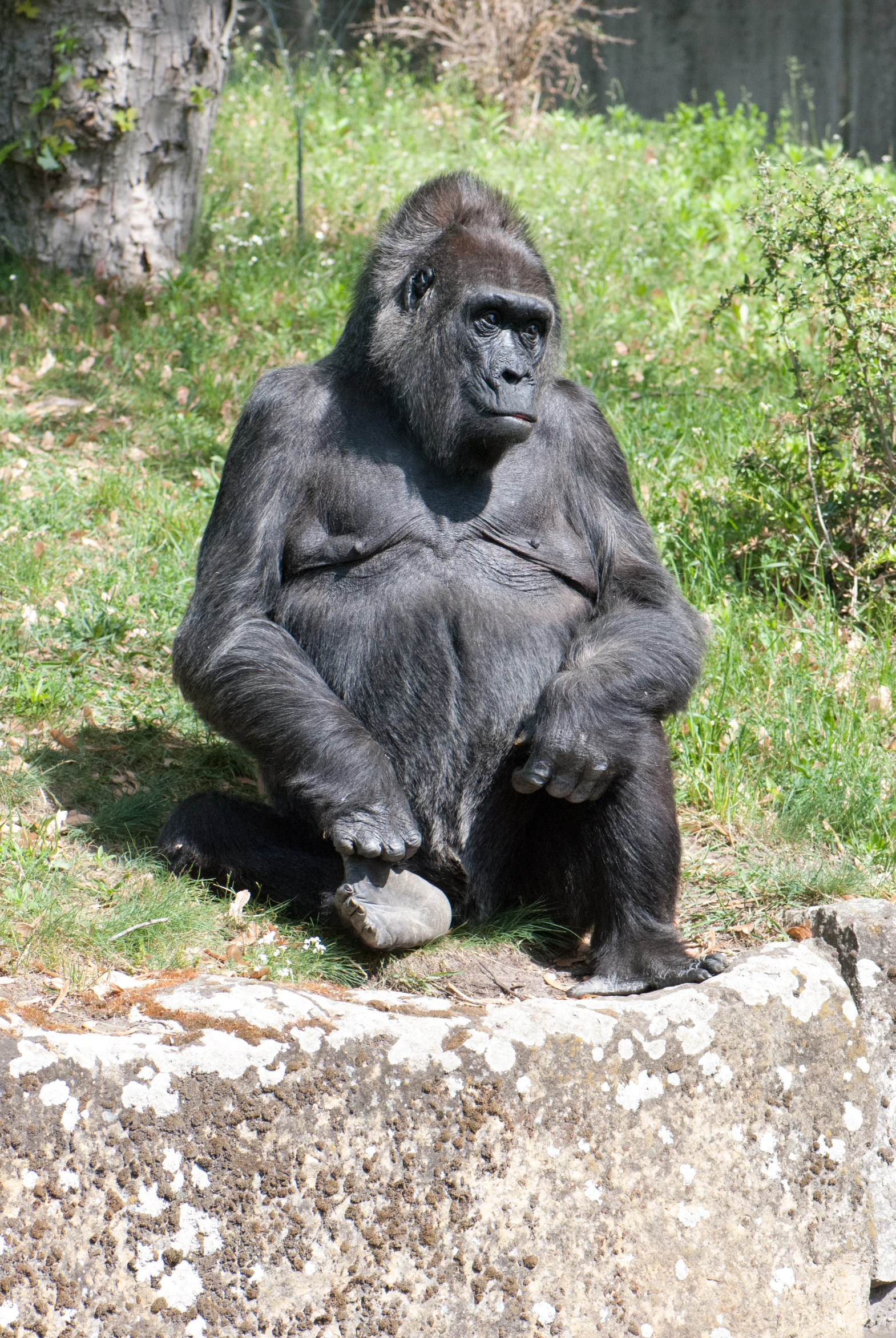 a big gorilla sitting on a rock looking to the side