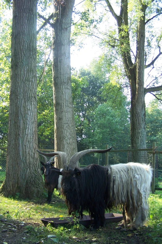 some very long haired sheep in a forest