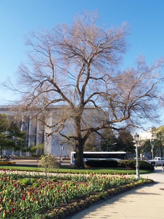 a very tall tree near a park with lots of flowers