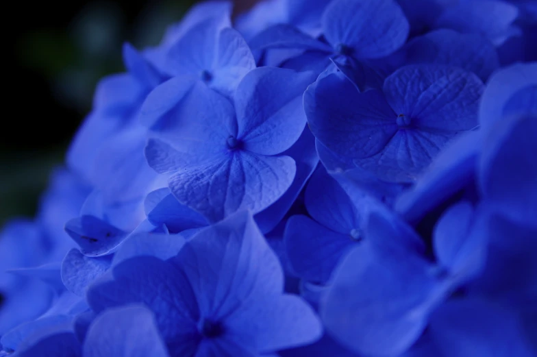 there is blue flowers with leaves in the middle