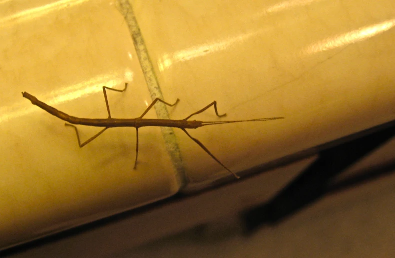 a long bug sitting on a piece of plastic