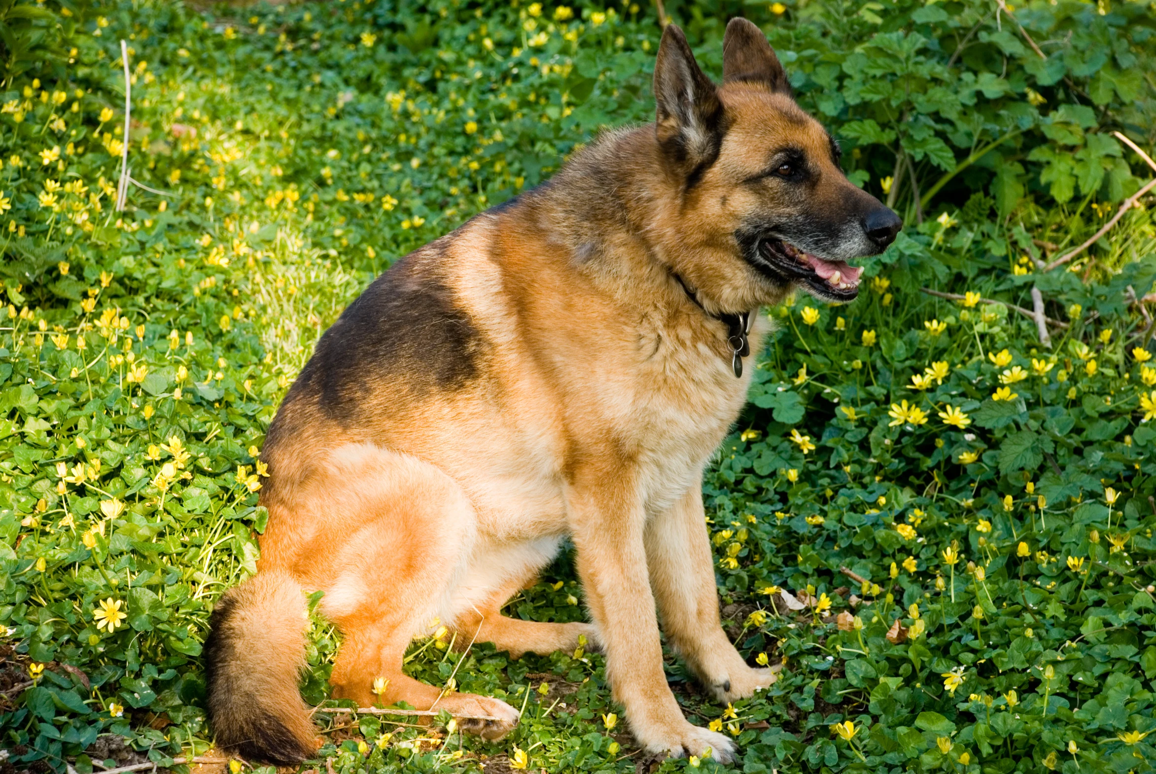 a brown dog sitting on the ground in a green field