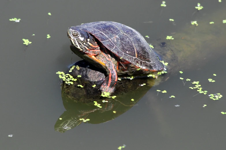 a red eared slider sits on a rock in the water