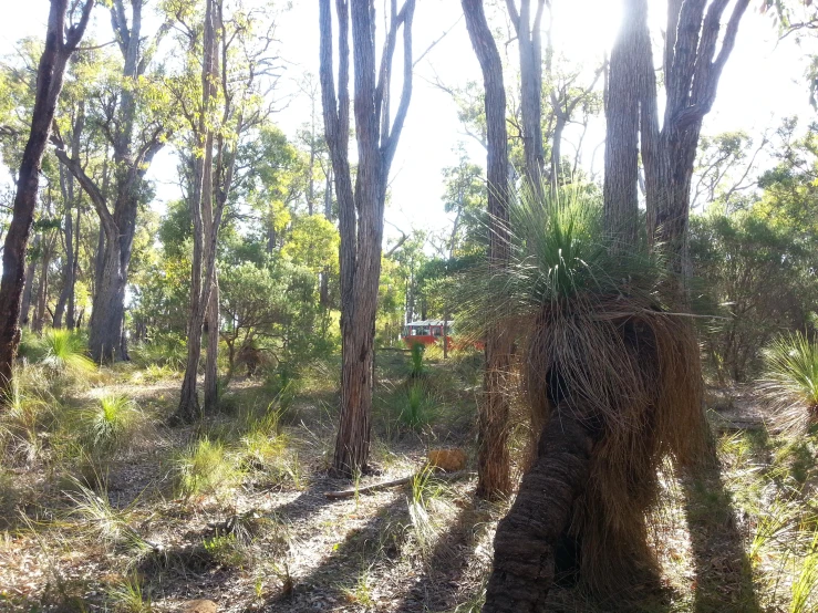 a big piece of grass sitting next to trees in the woods