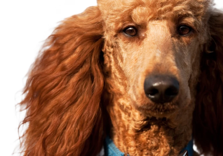 an orange poodle looking to its right with hair hanging back