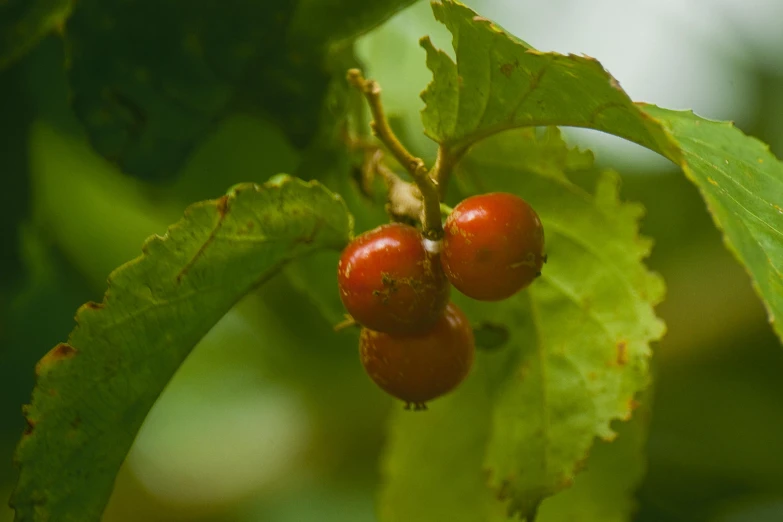 two red berries are on the nch of a leafy tree