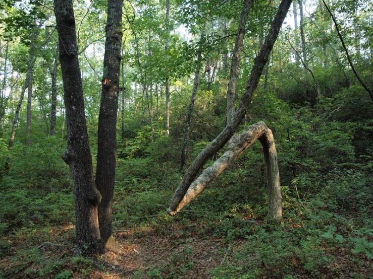 two tree trunks that are leaning to the side