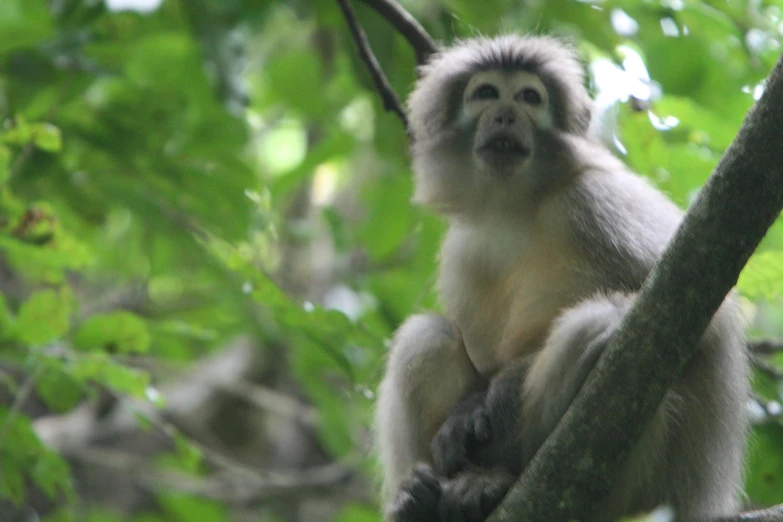 a monkey sitting in a tree looking up