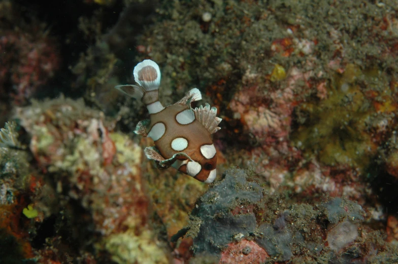 an octo hides underwater among corals on the ocean floor