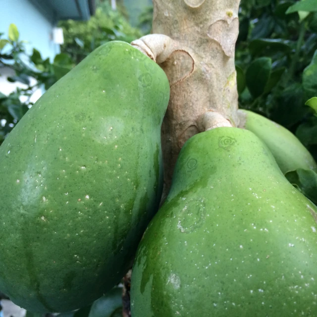 green fruit is on the nch of an avocado