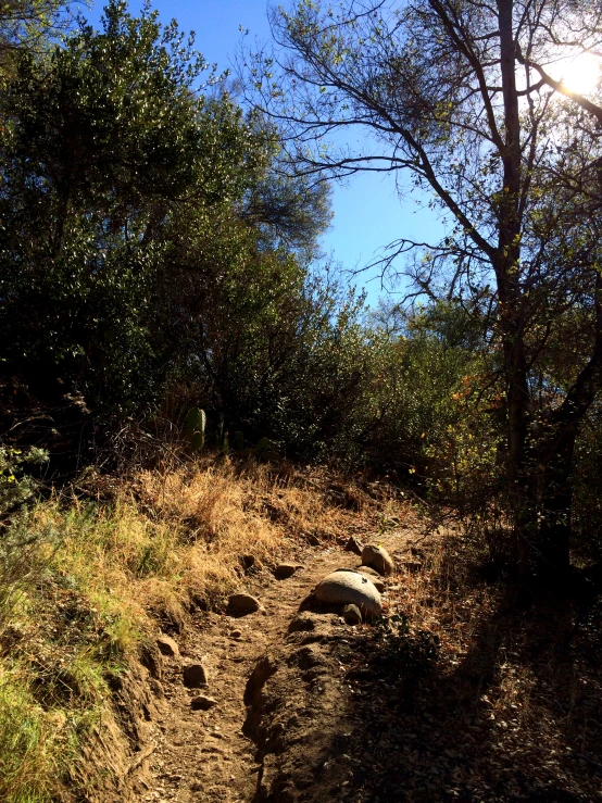 a dirt path leading through the forest on a sunny day