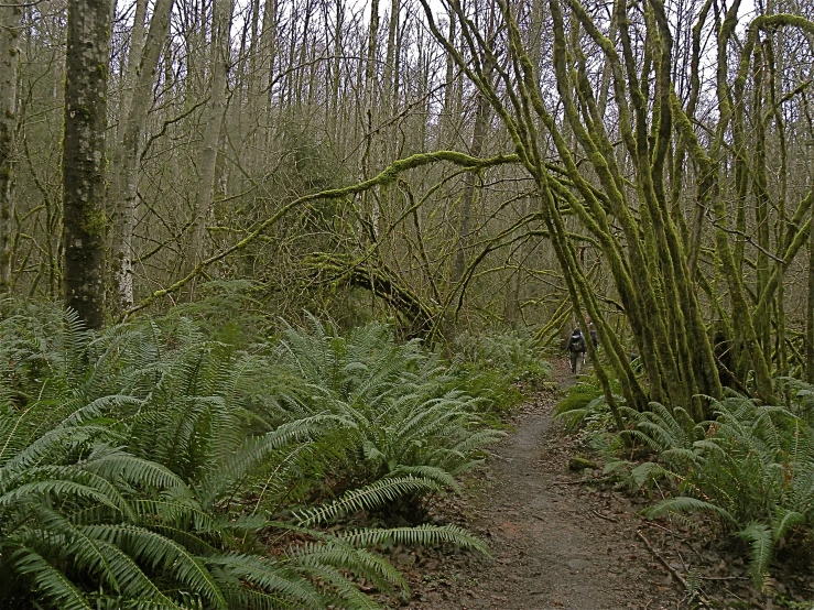 the vegetation is growing along the path through the woods