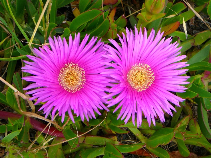 a couple of flowers that are in the grass