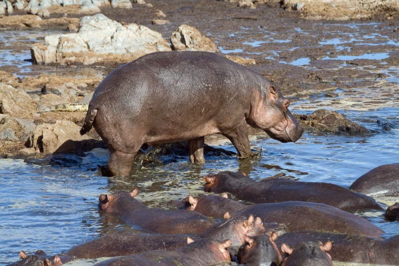 a hippopotamus looking for food in the water