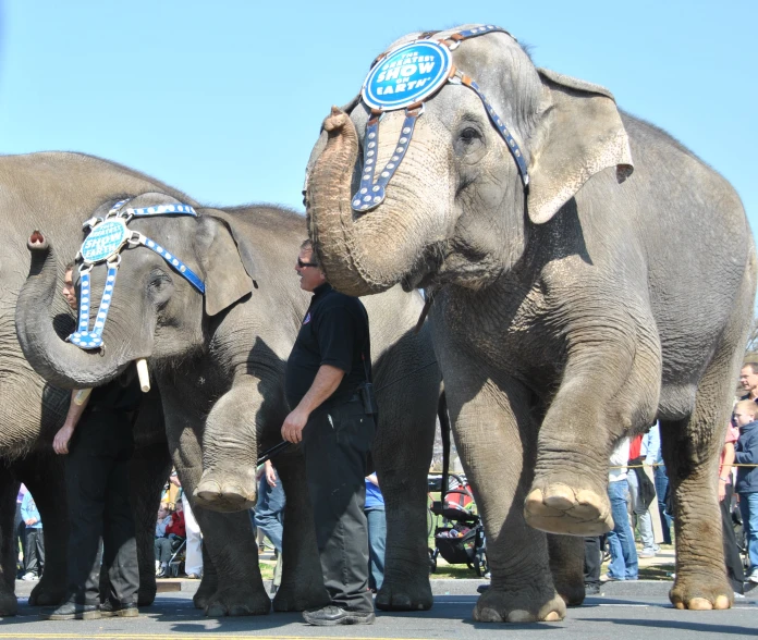 a bunch of elephants are lined up for a parade