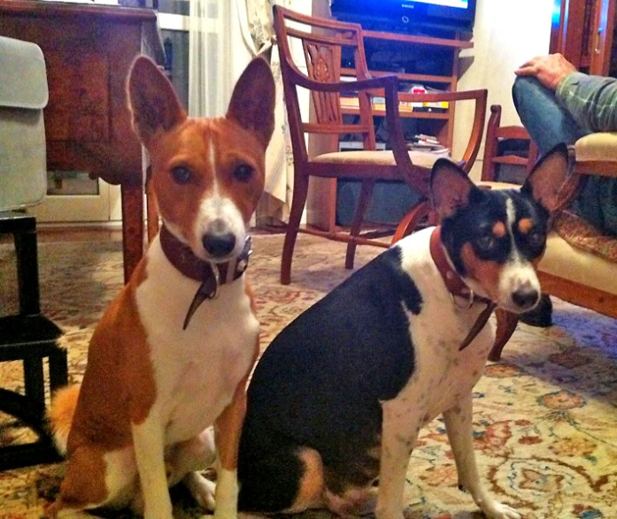 a couple of dogs sitting in front of a tv