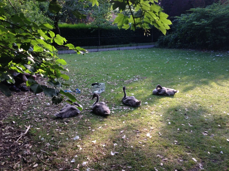 six geese laying on the grass near a fence