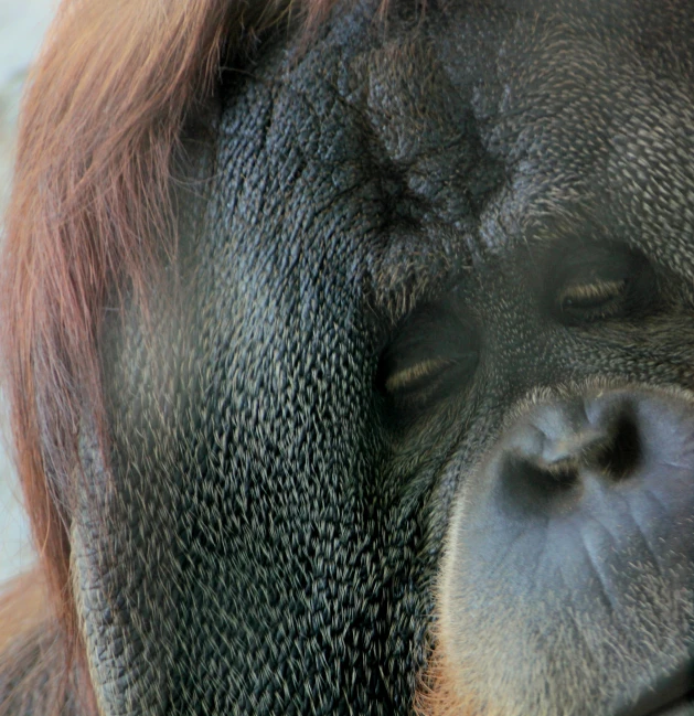 a closeup of the face and forehead of an orangua