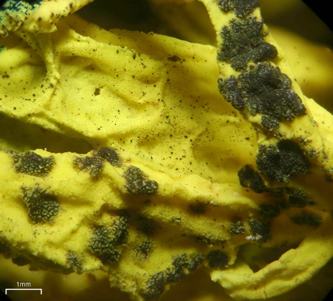 an underwater scene with rocks covered in moss