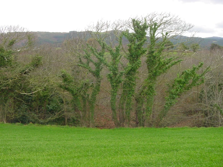 a white fire hydrant in a field near some trees