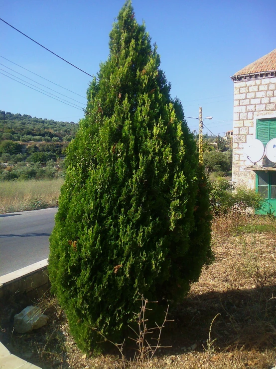 a tree is in the front of a small building