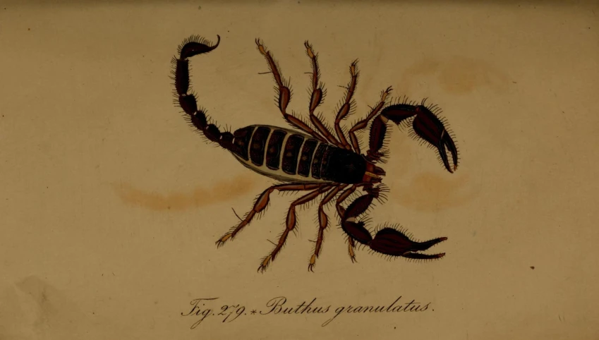 a drawing of a scorpion in black and red