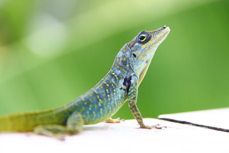 a lizard that is sitting on top of a counter