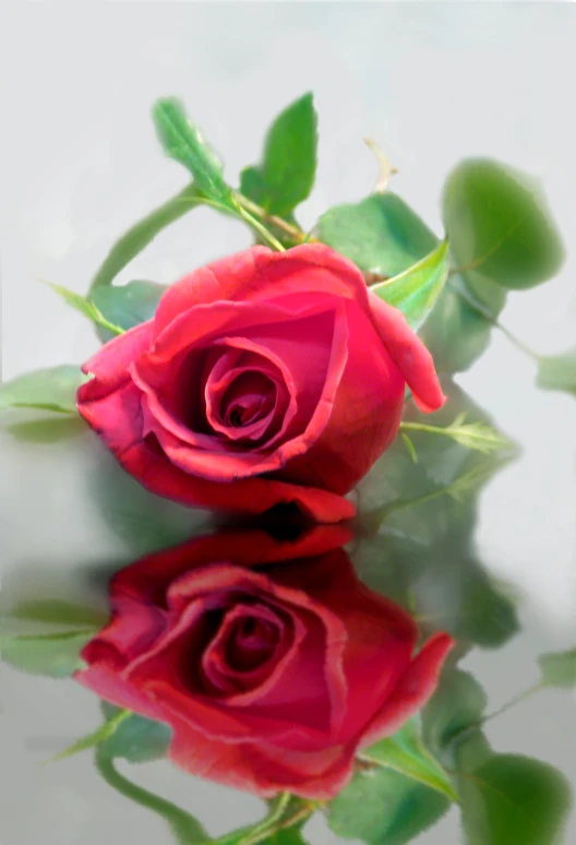 two red roses reflecting in the water