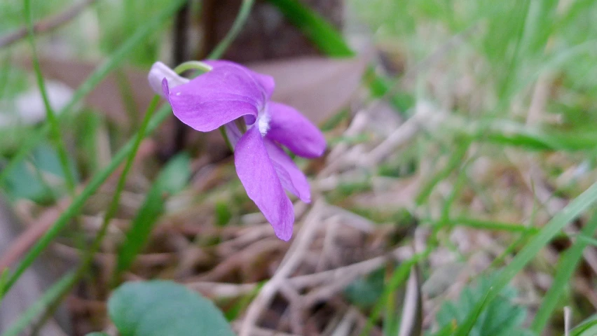 a purple flower growing in a grassy patch