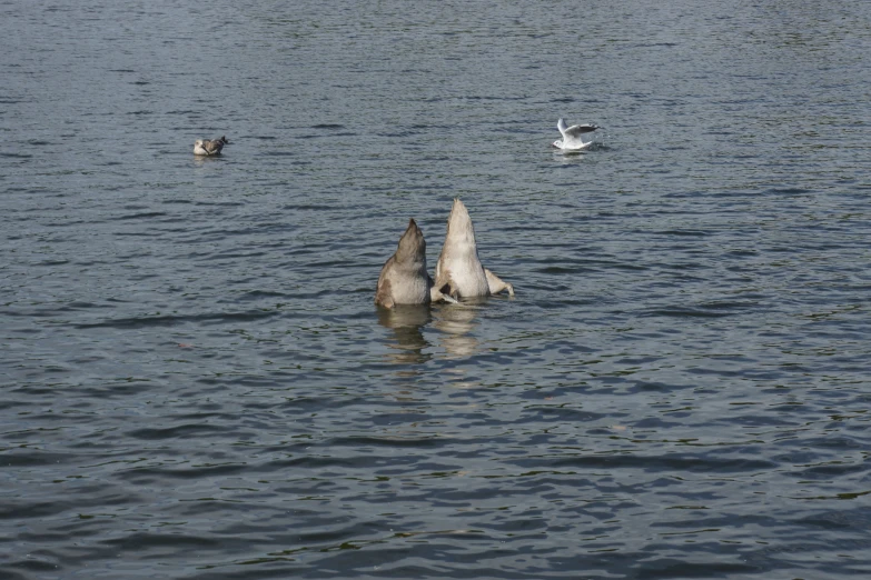 several birds floating in the water next to each other