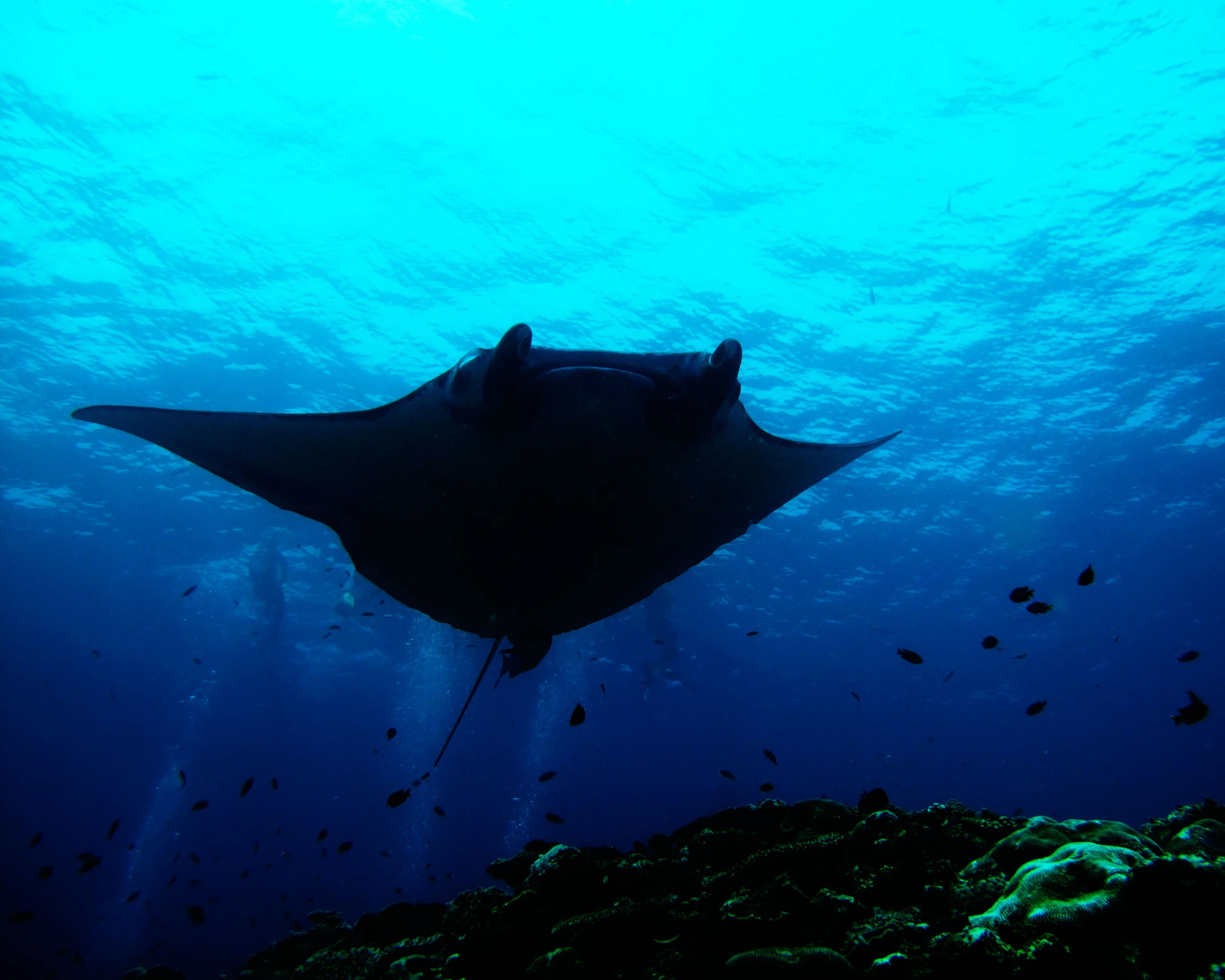 a sea ray floating on a blue ocean