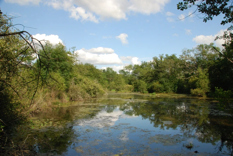 a body of water sitting between some trees