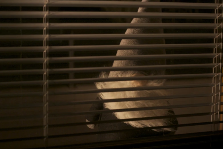 a bird is hanging upside down on the blinds