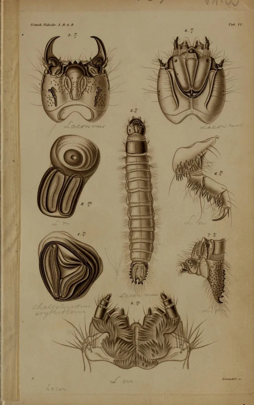 an old antique drawing of different types of insects