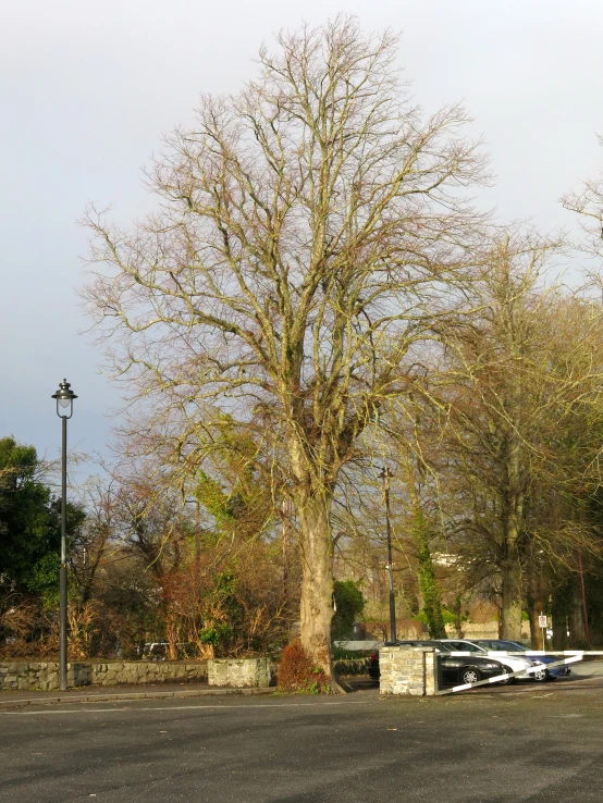 the large bare tree in front of the building is tall