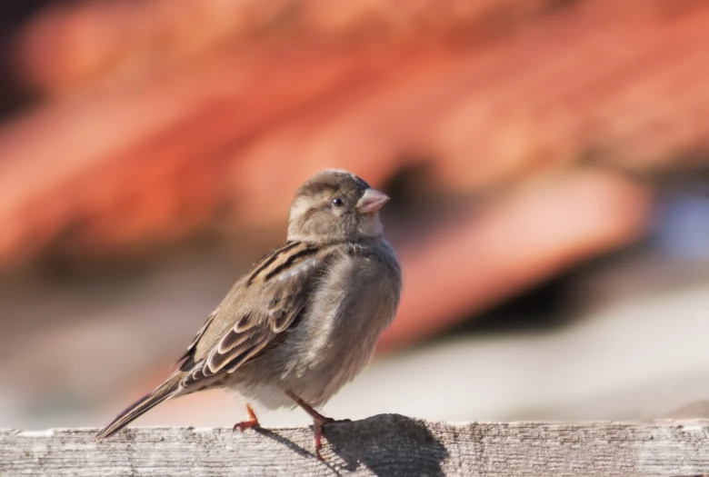 a small bird sitting on the side of a wooden fence