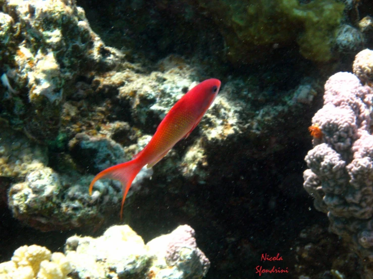 a red fish is on top of the reef