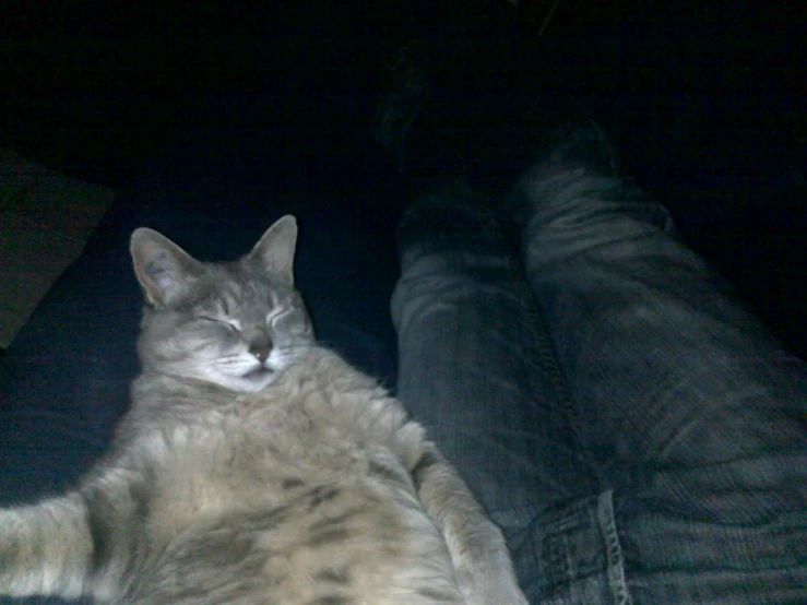 a grey cat laying on a persons legs
