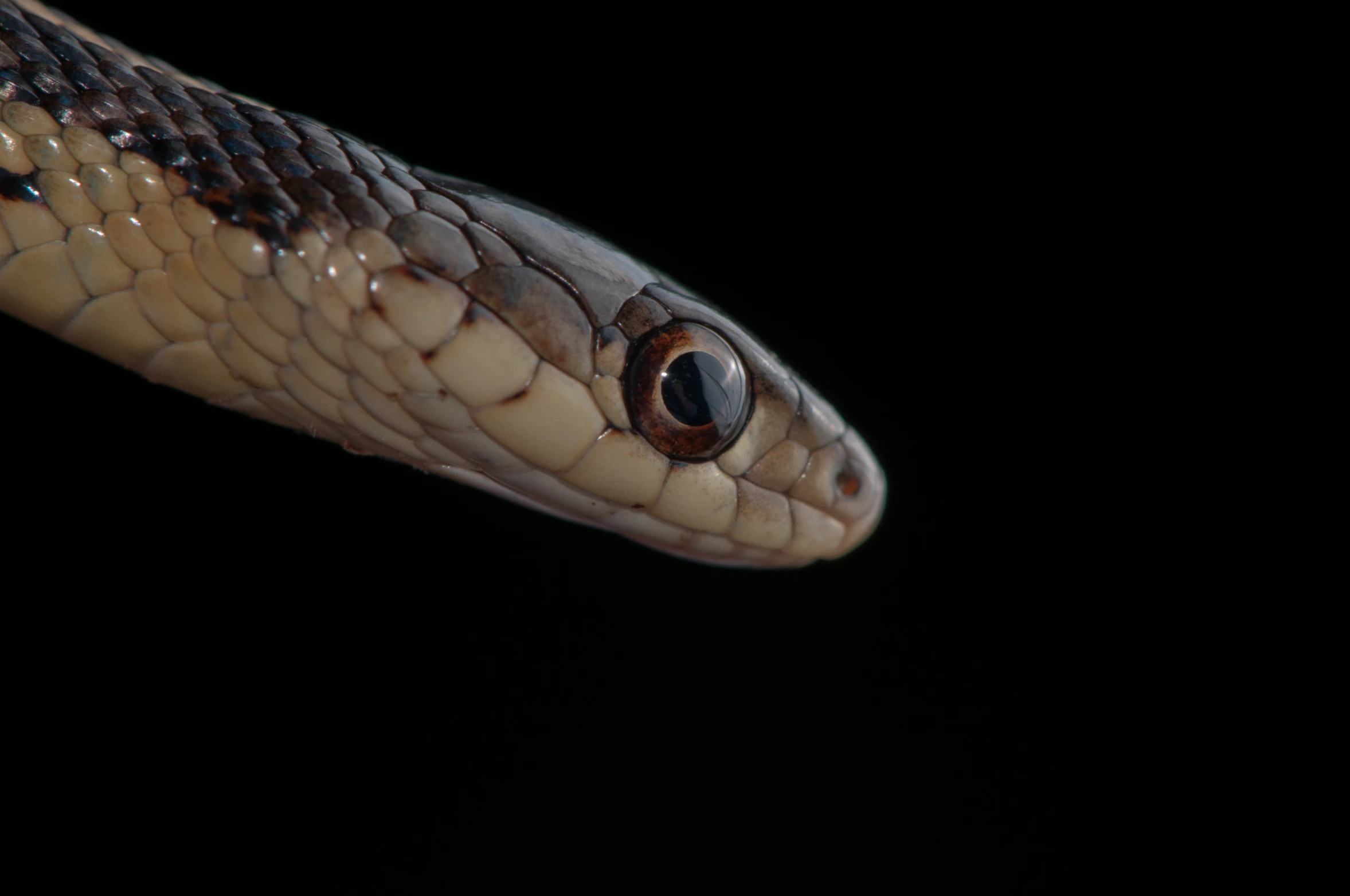 a close up of a brown snake with eyes