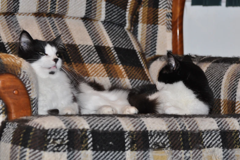 two black and white cats on a chair