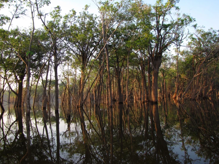 a swamp filled with lots of trees and water