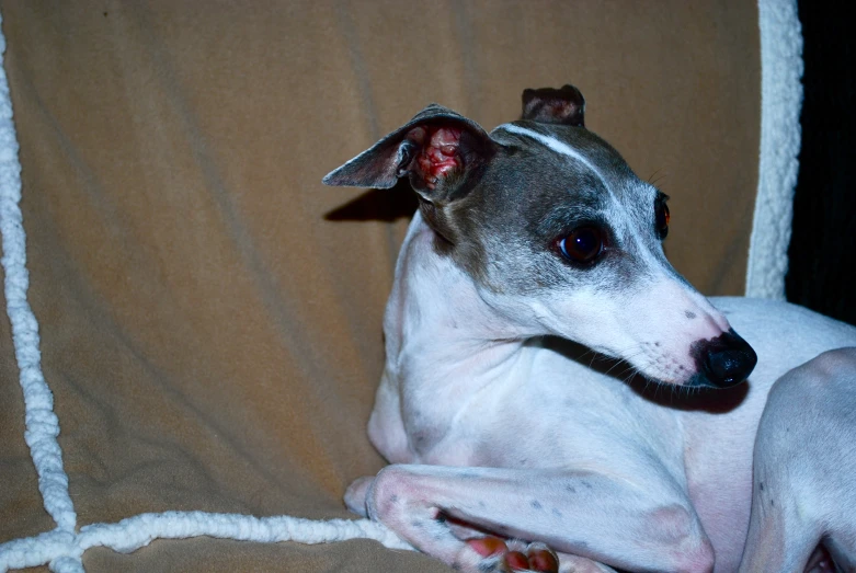 a small dog sitting down on a brown blanket