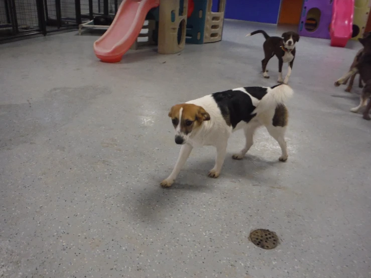 two dogs standing in an open play area