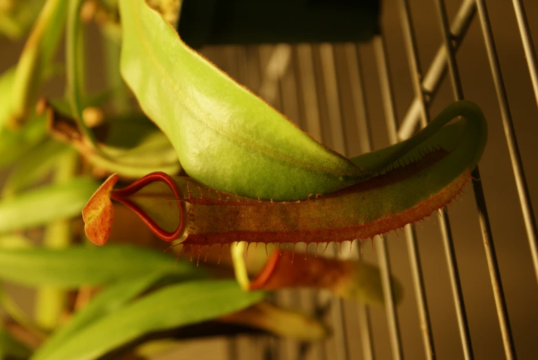 some green plant with a long thin, red flower stem on it