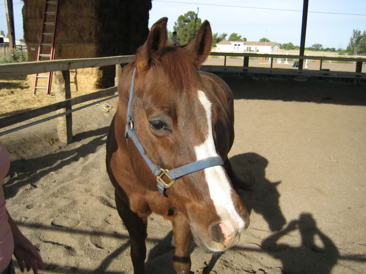 a brown and white horse in the middle of the road