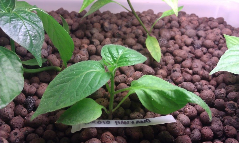 several plant growths in a white container with black rocks