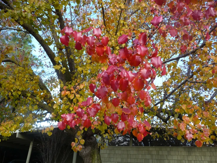 an autumn tree in a brick and cement courtyard