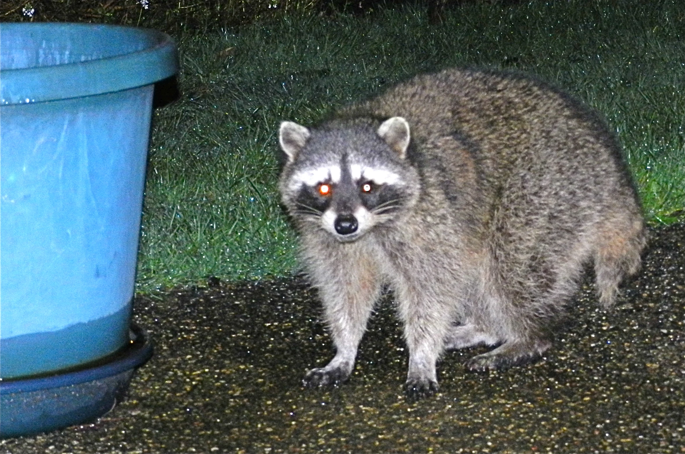 a rac standing near a blue garbage can