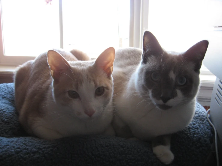 two cats are laying down near a window