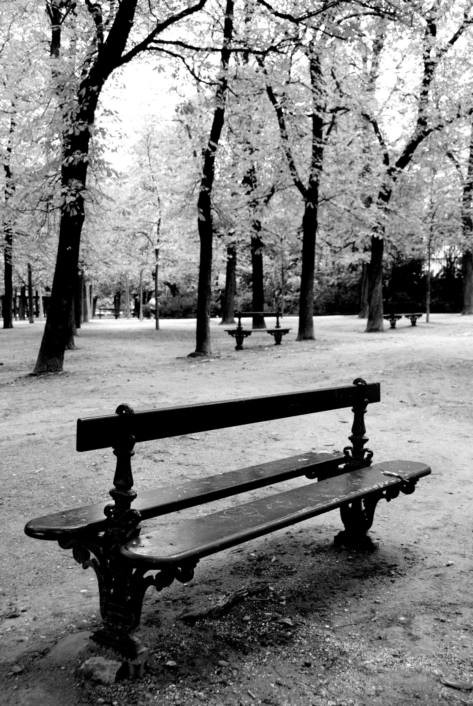 a park filled with benches and a lot of trees